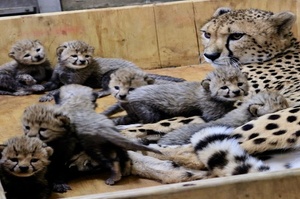 神力女超人！獵豹媽媽產下「破紀錄的」一窩八隻小獵豹，這些小豹真的是好口愛啊！