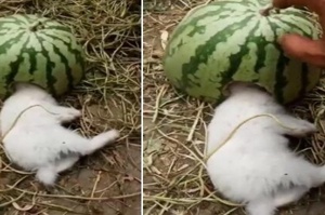 兔子頭整個塞進洞裡吃西瓜，渾然不覺主人在身旁！西瓜被提起時露出的幸福小臉可愛極了！