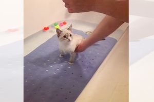 貓咪不想洗澡卻一直被逼泡在浴缸裡！本想大罵主人，聽完原委才知自己錯得離譜！（影片）