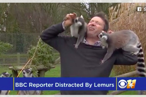 記者採訪慘遭一群狐猴攻擊！擔心收視因此滑落...沒想到觀眾愛看意外爆紅！（影片）