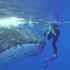 潛水伕被鯊魚盯上，兩萬公斤重的「母艦級」鯨魚見狀，直接衝過來保護他！