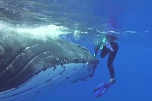 潛水伕被鯊魚盯上，兩萬公斤重的「母艦級」鯨魚見狀，直接衝過來保護他！