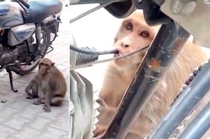 附近摩托車常常「突然沒油」，原因居然是這隻猴子「很渴」！