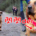 主人把愛犬放出去尿尿，卻跑不見了！直到朋友通知才知道...這孩子不只上電視，還贏了獎牌！！