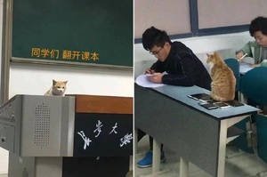 長安大學有隻「監考貓」一夜之間變「網紅貓」，紅到就連官方微博都在幫牠徵名了～