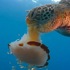 意外捕捉海龜捕食水母，樣子根本像是在吃「義大利麵」！