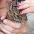 拯救了小兔子，但把兔子放生時，網友要向你證明原來「兔子會飛」！