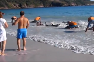 當發現一大群海豚被海浪沖上淺灘，海灘上互不相識的遊客立刻跳進海裡...這會面太美了！