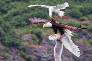 王者老鷹對上搶匪海鷗，攝影師捕捉到「空中霸王」的殘酷對決！