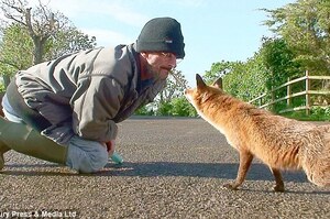 英男子收養兩隻野生狐狸，稱感情深厚視其如父，還把他養的貓當成老大