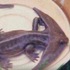 完整解析！全世界10個最「古怪」的動物照片，看完疑惑一次掃除