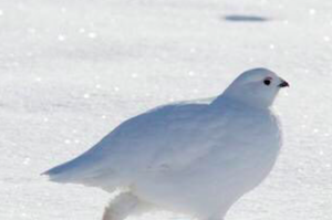 鳥寶在雪地上跑，低頭一看牠的腿，網友全融化！是流蘇一般的雪白毛腿阿！