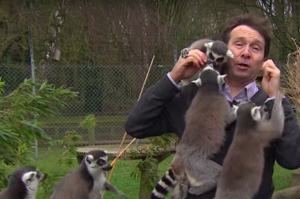 來動物園採訪結果被狐猴包圍，苦情記者整個變玩具，網友笑噴：「太熱情了啦！」