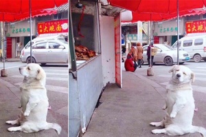 貪吃肥狗想吃坐店門口，直直盯著炸雞當路霸，轉過頭的幸福臉笑翻網友：「這家真的hen好吃喔」