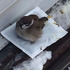 地上有個被丟棄的暖暖包，卻是麻雀的最愛！最後還相揪其他鳥寶同伴來取暖...真的好感動！