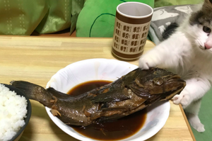 「這條魚朕要了！」吃晚餐前想先拍個照，竟被喵皇趁機「搶劫」...奴才淚崩：還我啦～