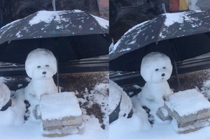 下大雪的街頭發現比熊犬被拋棄在路邊，無助又徬徨的模樣....沒想到真相卻讓人眼淚都白流啦！