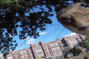 松鼠拿走了GoPro攝影機，沒想到意外拍下超精彩的松鼠「跑酷」片段！