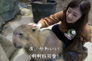 神戶動物園讓你「水豚摸到飽」！意外發現水豚君最喜歡摸摸的地方竟然是屁股，燦笑超像酒醉大叔ＸＤ（影片）