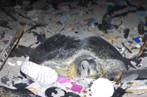 捕捉到海龜產卵的珍貴畫面，但原本乾淨的沙灘...人類造成的生態浩劫真的讓人心痛！