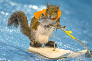 以為是網路p圖，結果竟然是真的松鼠！跟著遊艇滑水畫面...網友全看呆！！（附影片）