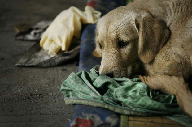 七個令人淚目的忠犬故事 到了第幾個你就忍不住要哭了呢