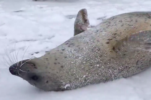 胖海豹翻身爽躺雪地，兩手瘋狂拍打肥肚肚...魔性「啪啪啪」配上牠的表情真的太療癒啦！！！