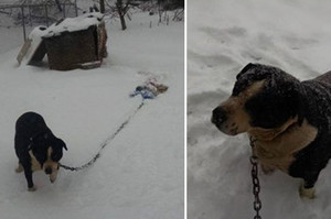 心寒！男子大雪中幫助被栓住的狗狗⋯⋯結果卻受到法律制裁！