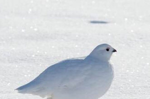 雪地裡出現一隻雷鳥，一看到牠奔跑的方式真的讓人大笑噴：根本自帶雪靴！（圖+影片）