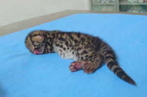 從大火中救出剛出生的喵寶寶，檢查後才發現...這隻是虎貓阿！！
