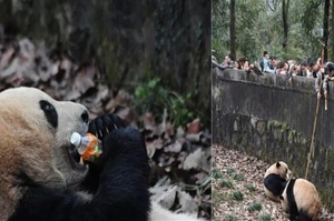 驚險20分鐘！飲料從天而降，熊貓拿起來就狂咬狂喝！動物園工作人員急到必須用竹竿把瓶子打掉！