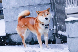 柴柴在雪中會帥氣200倍？一看到柴犬戲雪的照片...網友全笑翻啦！