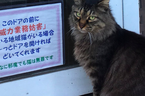 街貓長期擋在門口妨礙客人，店家因此貼出告示，但一看告示內容，真的感動狂哭！