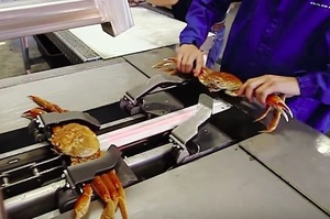 這個自動「剝螃蟹」機器，西方人大讚好方便，但很多台灣人看到都想大罵！