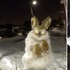 哈薩克斯坦「零下56度」極凍：野兔翻越圍欄被卡，活生生被凍成「雕塑」