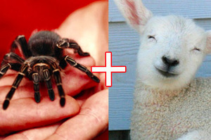 蜘蛛和山羊混血的「蜘蛛羊」已成功養大！牠們對人類的貢獻...讓人看了五味雜陳！（新聞影片）