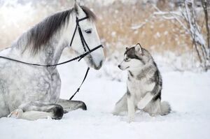 這跨物種的超級友誼！一匹馬和一隻哈士奇的唯美雪景照，真的被照片震撼到了！