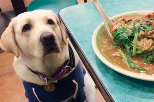 貪吃拉拉想跟隔壁桌討食...小孩一看到狗狗就瘋狂尖叫，媽媽霸氣的「超棒教育」讓飼主好感動！