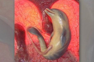 「迫不及待出生！」海豚寶寶在媽媽肚裡甜笑...幸福模樣讓網友跟著融化！