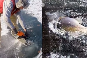 小魚被冰凍在水面，男子不忍拿電鋸破冰後...才發現冰層底下更驚人的真相！