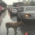 浪浪車流中淋大雨對「每一台汽車搖尾巴」，看到駕駛後卻一次次難過離去：主人你在哪？