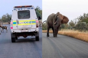 看看南非國家公園巡邏警察每天的遭遇...你會覺得你的工作其實很不錯ＸＤ