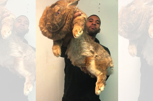 超巨大！抱著家中的兔兔....讓人分不清這是溫和的兔子還是什麼異獸啊！（影片）