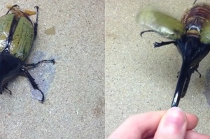 拿出「世界最大甲蟲」寵物，結果起飛「噠噠噠噠噠噠」，網友：你養直升機？！