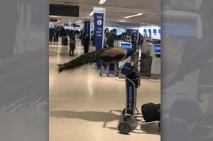 看見主人帶著準備登機的「孔雀」，但臉色卻不太好看...航空公司的作法讓人聽了超傻眼！
