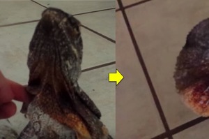 主人摸摸傘蜥蜴，不小心摸太用力害牠「變身」。網友：牠快噴火了！！