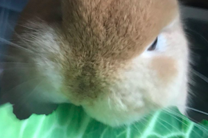 「氣嘟嘟吃菜～」晉貢兔兔阿公種的甘藍菜，但仔細一看兔兔的臉...網友真的全笑噴啦！
