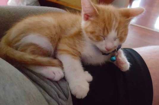 小喵皇自己敲門求收編 主人猶豫中 家裡的狗狗居然 舉雙手贊成