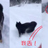 黑柴和主人玩丟雪球！發現球球消失在雪地...超萌反應讓網友笑到不行！！（附影片)