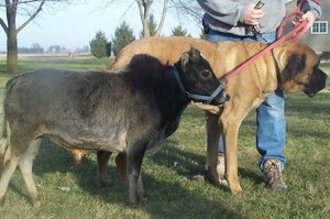 美農場主培育出世界上最小的牛，稱個性像狗但比狗還小，一直起跳價1000美金